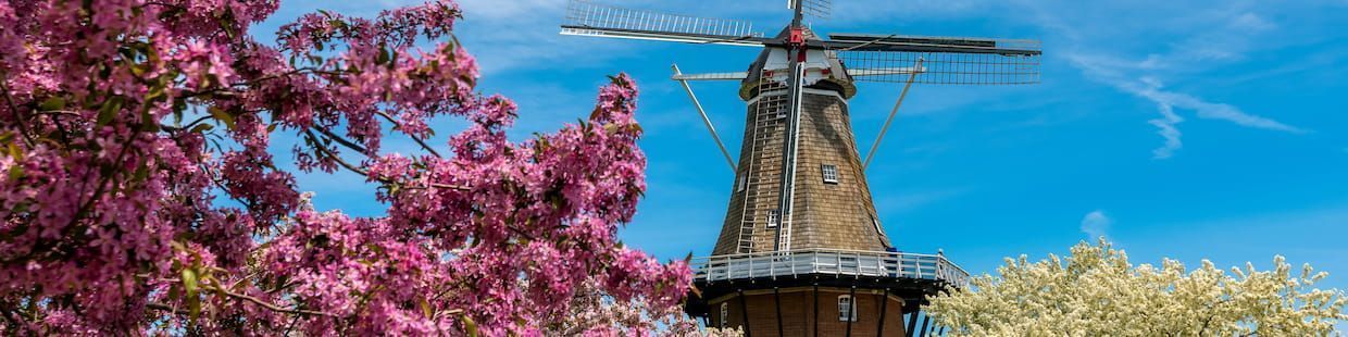 A traditional windmill stands against a clear blue sky, reminiscent of Arizona's vast landscapes, surrounded by blossoming trees with pink and white flowers in the foreground.